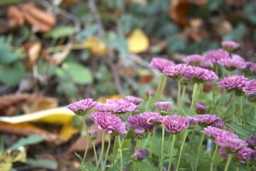 Purple chrysanthemum flower blooming in garden in natural condition, photographed in close-up with Copy Space. Autumn floral scene and natural texture.