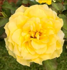 Soft Yellow Rose Blooming in Garden