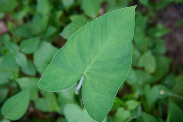 Close up of a large green taro leaf in a garden surrounded by smaller plants
