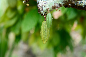 Young Cacao Pods Growing on a Tree Branch