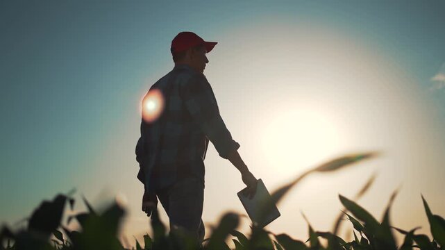 Farmer walking through corn field in silhouette against sun at sunset holding shovel wearing hat crop row extends to horizon showing agriculture work and harvest in rural landscape in golden dusk