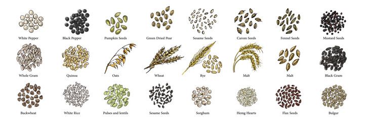 Vector food illustration colorful hand drawn Beans, cereals