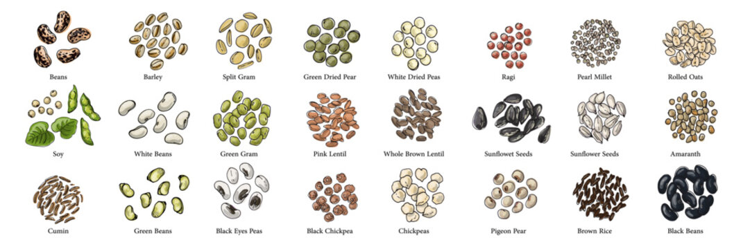 Vector food illustration colorful hand drawn Beans, cereals