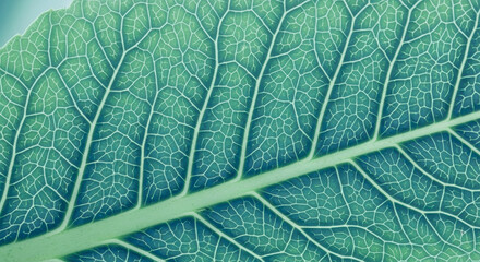 Obraz premium Beautiful Blue Green Plant Leaf A Macro Close-up of Intricate Veins and Cell Mosaic