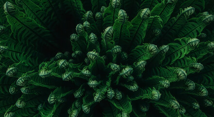 Captivating Dark Green Fern Fiddleheads Pattern Natural Growth and Unfurling Beauty Close-up