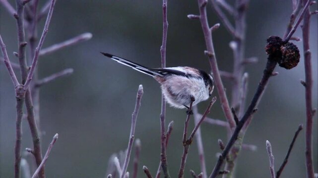 long-tailed tit perched on a bare winter branch in cold weather

