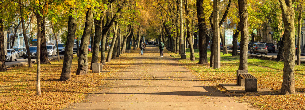 A beautiful, wide alley in a city park is lined with trees showcasing vibrant yellow maple leaves during autumn. The low sun casts long shadows from the empty benches and lampposts.