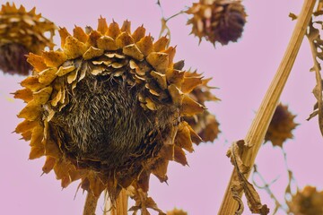 Sunflowers in late summer with golden petals and a pink sky creating a vivid natural scene