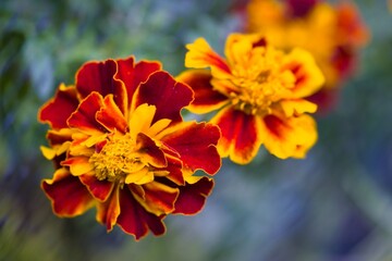 Bright marigold flowers in vibrant orange and yellow hues bloom in a garden during the sunny afternoon hours of spring