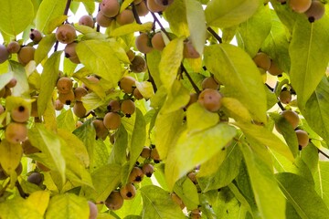 Vibrant foliage and ripe fruit adorn a tree in a sunny garden during late summer
