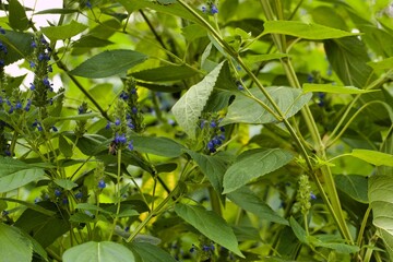 Vibrant blue flowers amidst lush green leaves in a sunny garden during late spring