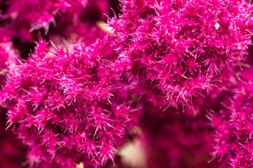 Vibrant magenta flowers with fuzzy textures in a garden setting during sunny day