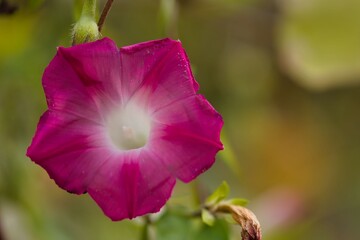 Beautiful pink flower blooming with white center in a garden during sunny day