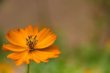 Bright orange flower blooming in a garden during sunny springtime afternoon