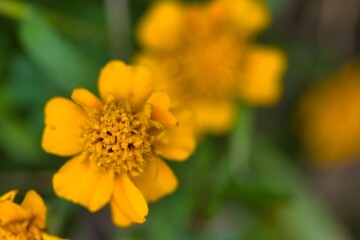 Bright yellow marigold flowers blooming in a garden during the warm summer days