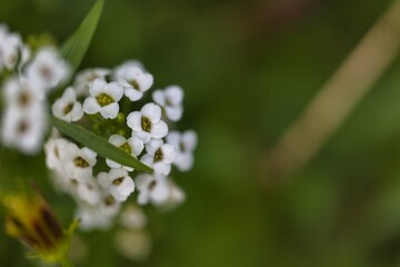 White flowers bloom in a natural setting showcasing delicate petals during a sunny afternoon
