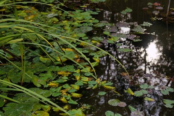 Lush pond with vibrant lily pads and reflective sunlight at a tranquil garden during the afternoon