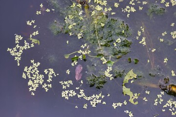 Lush green plants and tiny yellow flowers floating on calm water surface in a serene natural setting during bright daylight