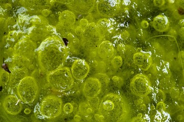 Close up view of vibrant green algae covering a wet surface in nature, showcasing bubbles and texture during a sunny day