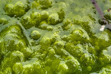 Exploring the intricate details of green algae growth in a freshwater environment during a sunny afternoon