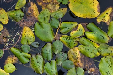 Lush green and yellow lily pads floating on calm water in a tranquil pond during late afternoon