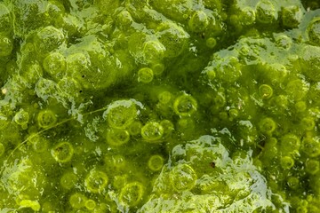 Bright green algae growing on a still water surface in a natural setting during daylight near a pond
