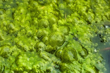 Vibrant green algae blooms in a freshwater pond during warm afternoon sunlight