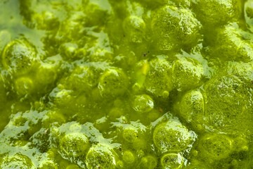 Green algae covering a rock surface in a calm freshwater lake on a sunny day