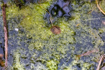 Vibrant algae growth in a serene pond during a sunny day in late spring, showcasing nature's delicate balance