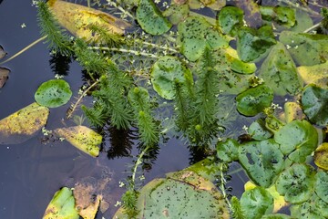 Water plants thriving in a tranquil pond with lily pads and reflections on a calm day