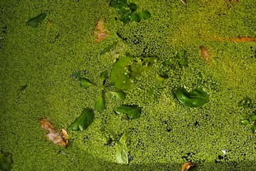 Bright green water with floating leaves and plants in a calm pond during daylight hours