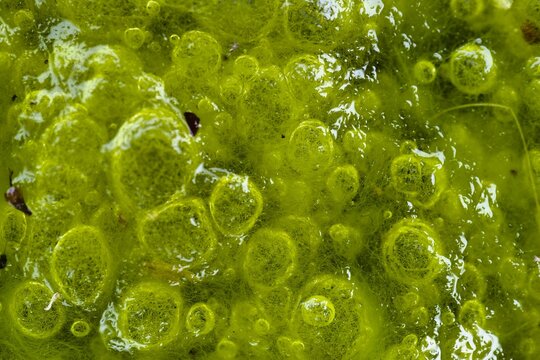Close up view of vibrant green algae covering a wet surface in nature, showcasing bubbles and texture during a sunny day
