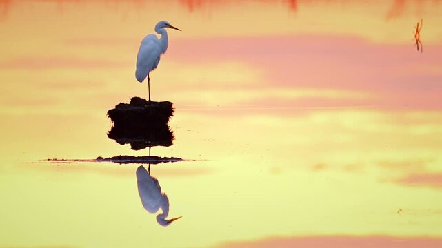 Great egret (Ardea alba), also known as the common egret, large egret or (in the Old World) great white heron in a sunset over a lake. 