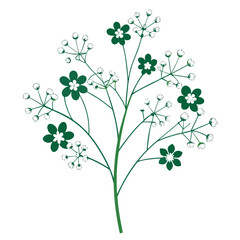 gypsophila paniculata overtime flower   line art on white background