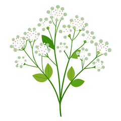 gypsophila paniculata overtime flower vector on white background