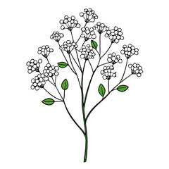 gypsophila paniculata overtime    on white background