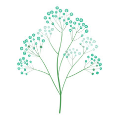 gypsophila paniculata overtime on white background