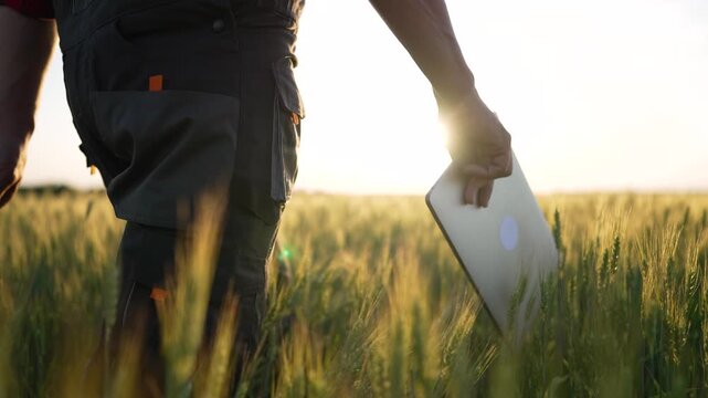 Holding tablet in wheat field farmer in overalls surveys crop with hand on tablet while sunlight glows behind stalks showing agriculture focus on wheat and tablet use in crop management for harvest
