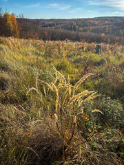 Colorful autumnal landscape with meadow and forest