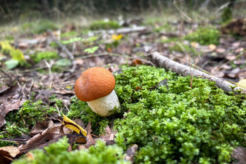 Amazing edible Leccinum rufum mushroom also known as orange birch bolete