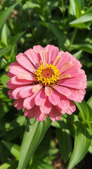 Fototapeta premium A Stunning Pink Zinnia Flower with Golden Center, Captured Close-up in Lush Green Garden.