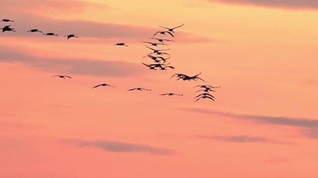 Common Cranes or Eurasian Cranes (Grus Grus) flying in the air during sunset near Diepholz in Germany during the autumn migration. 