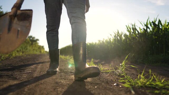 Walking dirt road with shovel, farmer boot ahead and dog following near cornfield under bright sunlight, dirt track lined by grass, rubber boot pressing into soil, long corn row stretching into view