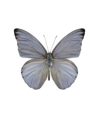 Blue Albatros butterfly