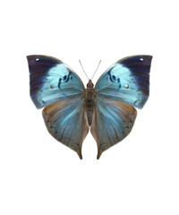 Blue Oak Leaf Butterfly