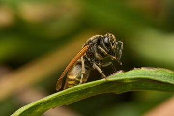 Small insect exploring its natural habitat