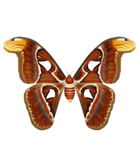 Atlas moth