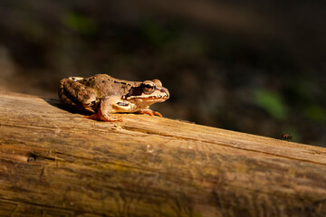 Close-up of a brown frog resting on a fallen dry tree trunk in natural habitat.