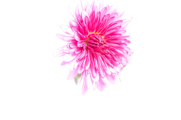 chrysanthemum flower on a long stem on a white background is insulated