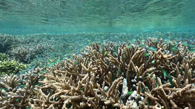 Reef scenic with blue damsels, Chromis viridis, over Acropora stony corals, Raja Ampat Indonesia.